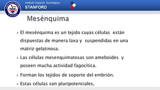  El mesénquima es un tejido cuyas células están
dispuestas de manera laxa y suspendidas en una
matriz gelatinosa.
 Las células mesenquimatosas son ameboides y
poseen mucha actividad fagocítica.
 Forman los tejidos de soporte del embrión.
 Estas células son pluripotenciales,
 