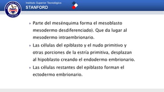  Parte del mesénquima forma el mesoblasto
mesodermo desdiferenciado). Que da lugar al
mesodermo intraembrionario.
 Las células del epiblasto y el nudo primitivo y
otras porciones de la estría primitiva, desplazan
al hipoblasto creando el endodermo embrionario.
 Las células restantes del epiblasto forman el
ectodermo embrionario.
 