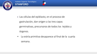  Las células del epiblasto, en el proceso de
gastrulación, dan origen a las tres capas
germinativas, precursoras de todos los tejidos y
órganos.
• La estría primitiva desaparece al final de la cuarta
semana.
 