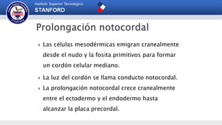  Las células mesodérmicas emigran cranealmente
desde el nudo y la fosita primitivos para formar
un cordón celular mediano.
 La luz del cordón se llama conducto notocordal.
 La prolongación notocordal crece cranealmente
entre el ectodermo y el endodermo hasta
alcanzar la placa precordal.
 