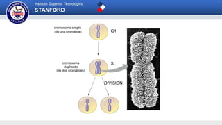 cromosoma simple
(de una cromátide)
cromosoma
duplicado
(de dos cromátides)
G1
S
DIVISIÓN
 