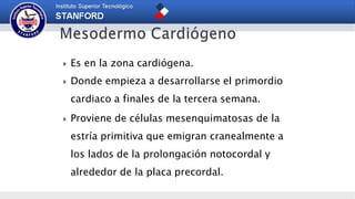  Es en la zona cardiógena.
 Donde empieza a desarrollarse el primordio
cardiaco a finales de la tercera semana.
 Proviene de células mesenquimatosas de la
estría primitiva que emigran cranealmente a
los lados de la prolongación notocordal y
alrededor de la placa precordal.
 