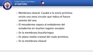  Membrana cloacal: Caudal a la estría primitiva
existe una zona circular que indica el futuro
asiento del ano.
 El mesodermo separa al endodermo del
ectodermo en muchos lugares excepto:
 En la membrana bucofaríngea
 En plano medio craneal del nudo primitivo.
 En la membrana cloacal
 