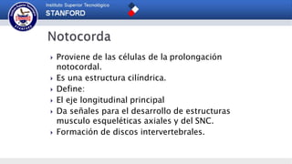  Proviene de las células de la prolongación
notocordal.
 Es una estructura cilíndrica.
 Define:
 El eje longitudinal principal
 Da señales para el desarrollo de estructuras
musculo esqueléticas axiales y del SNC.
 Formación de discos intervertebrales.
 