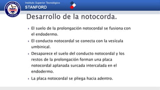  El suelo de la prolongación notocordal se fusiona con
el endodermo.
 El conducto notocordal se conecta con la vesícula
umbinical.
 Desaparece el suelo del conducto notocordal y los
restos de la prolongación forman una placa
notocordal aplanada surcada intercalada en el
endodermo.
 La placa notocordal se pliega hacia adentro.
 