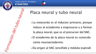  La notocorda es el inductor primario, porque
induce al ectodermo a engrosarse y a formar
la placa neural, que es el precursor del SNC.
 El ectodermo de la placa neural es conocido
como neuroectodermo.
 Da origen al SNC (encéfalo y médula espinal)
 