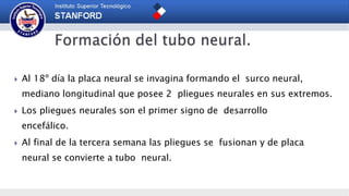  Al 18º día la placa neural se invagina formando el surco neural,
mediano longitudinal que posee 2 pliegues neurales en sus extremos.
 Los pliegues neurales son el primer signo de desarrollo
encefálico.
 Al final de la tercera semana las pliegues se fusionan y de placa
neural se convierte a tubo neural.
 