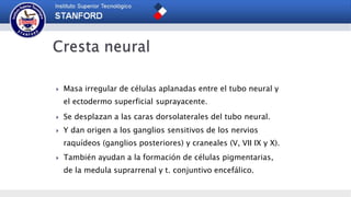  Masa irregular de células aplanadas entre el tubo neural y
el ectodermo superficial suprayacente.
 Se desplazan a las caras dorsolaterales del tubo neural.
 Y dan origen a los ganglios sensitivos de los nervios
raquídeos (ganglios posteriores) y craneales (V, VII IX y X).
 También ayudan a la formación de células pigmentarias,
de la medula suprarrenal y t. conjuntivo encefálico.
 