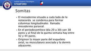  El mesodermo situado a cada lado de la
notocorda se condensa para formar
columnas longitudinales llamado
mesodermo paraxial.
 En el periodosomítico (día 20 a 30) son 38
pares y al final de la quinta semana hay entre
42 y 44 pares.
 Originan la mayor parte del esqueleto
axial, su musculatura asociada y la dermis
adyacente.
 