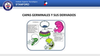 CAPAS GERMINALES Y SUS DERIVADOS
 