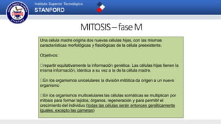 Una célula madre origina dos nuevas células hijas, con las mismas
características morfológicas y fisiológicas de la célula preexistente.
Objetivos:
repartir equitativamente la información genética. Las células hijas tienen la
misma información, idéntica a su vez a la de la célula madre.
En los organismos unicelulares la división mitótica da origen a un nuevo
organismo
En los organismos multicelulares las células somáticas se multiplican por
mitosis para formar tejidos, órganos, regeneración y para permitir el
crecimiento del individuo (todas las células serán entonces genéticamente
iguales, excepto las gametas)
MITOSIS–faseM
 