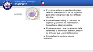 INTERFASE
 Es cuando se lleva a cabo la replicación
del ADN y la duplicación de los orgánulos
para tener un duplicado de todo antes de
dividirse.
 En está los centríolos y la cromatina se
duplican y aparecen los cromosomas
los cuales se observan dobles.
 El primer proceso clave para que se de la
división es la replicación del ADN, esto se
da antes de que comience la división.
 En esta fase la célula no se esta
dividiendo.
 