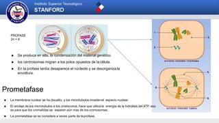 PROFASE
2n = 4
 Se produce en ella, la condensación del material genético.
 los centrosomas migran a los polos opuestos de la célula.
 En la profase tardía desaparece el núcleolo y se desorganiza la
envoltura.
Prometafase
 La membrana nuclear se ha disuelto, y los microtubulos invadenel espacio nuclear.
 El anclaje de los microtubulos a los cinetocoros, hace que utilicela energía de la hidrolisis del ATP, eso
es para que los cromatidas se separen aún mas de los cromosomas.
 La prometafase se se considera a veces parte de laprofase.
 