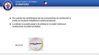 METAFASE
 Es cuando los centrómeros de los cromosomas se comienzan a
juntar en la placa metafásica o plano ecuatorial.
 La célula no puede pasar a la anfase si no están todossus
cinetocoros no están anclados.
 