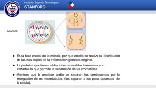 ANAFASE
 Es la fase crucial de la mitosis, por que en ella se realiza la distribución
de las dos copias de la información genética original.
 La proteína que tiene unidas a las cromatidas hermanas,son
cortadas lo que permite la separación de las cromatidas.
 Mientras que la anafase tardía se separan los centrosomas por la
elongación de los microtubulos. (los separan a los polos opuestos de
la célula).
 