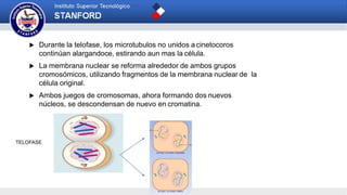 TELOFASE
 Durante la telofase, los microtubulos no unidos a cinetocoros
continúan alargandoce, estirando aun mas la célula.
 La membrana nuclear se reforma alrededor de ambos grupos
cromosómicos, utilizando fragmentos de la membrana nuclear de la
célula original.
 Ambos juegos de cromosomas, ahora formando dos nuevos
núcleos, se descondensan de nuevo en cromatina.
 
