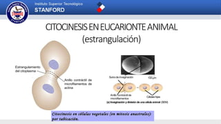 Surcode invaginación
Anillo contráctilde
microfilamentos
Célulashijas
100µm
(a) Invaginación ydivisión de unacélulaanimal (SEM)
Anillo contráctil de
microfilamentos de
actina
Estrangulamiento
del citoplasma
CITOCINESISENEUCARIONTEANIMAL
(estrangulación)
 