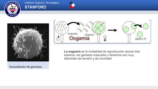 La oogamia es la modalidad de reproducción sexual más
extrema, los gametos masculino y femenino son muy
diferentes de tamaño y de movilidad
 