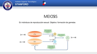 MEIOSIS
En individuos de reproducción sexual. Objetivo: formación de gametas
2n = 46
2n = 46
n = 23
n = 23
2n = 46
 