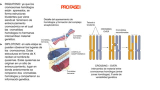 Tetrada o
bivalente
CROSSING
OVER
Cromátides
recombinadas
Cromátides
hermanas
Cromátides
hermanas
Cromátides
hermanas
COMPLEJO
SINAPTONÉMICO
PROFASEI
Detalle del apareamiento de
homólogos y formación del complejo
sinaptonémico
CROSSING – OVER:
intercambio de material entre
cromosomas homólogos (entre
zonas homólogas) .Fuente de
variabilidad genética
 PAQUITENO: ya que los
cromosomas homólogos
están apareados, se
forma estructuras
bivalentes que viene
siendoel fenómeno de
entrecruzamiento
cromosómico en el cual
las cromatídas
homologas no hermanas
intercambian material
genético.
 DIPLOTENO: en esta etapa se
pueden observar los lugares de
los cromosomas. Estas
estructuras en forma de X
reciben el nombrede
quiasmas. Estas quiasmas se
originan en un sitio de
entrecruzamiento, lugar en
donde anteriormente se
rompieron dos cromatidas
homologas y compartieron su
información genética.
 