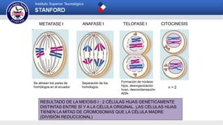 METAFASE I ANAFASE I TELOFASE I CITOCINESIS
n = 2
RESULTADO DE LA MEIOSIS I : 2 CÉLULAS HIJAS GENÉTICAMENTE
DISTINTAS ENTRE SÍ Y A LA CÉLULA ORIGINAL. LAS CÉLULAS HIJAS
TIENEN LA MITAD DE CROMOSOMAS QUE LA CÉLULA MADRE
(DIVISIÓN REDUCCIONAL)
Se alinean los pares de
homólogos en el ecuador
Separación de los
homólogos.
Formación de núcleos
hijos, desorganización
huso, descondensación
ADN.
 