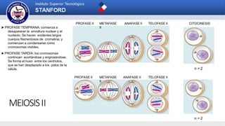 MEIOSISII
n = 2
n = 2
PROFASE II TELOFASE IIANAFASE IIMETAFASE
II
PROFASE II METAFASE
II
ANAFASE II TELOFASE II
CITOCINESIS
 PROFASE TEMPRANA: comienza a
desaparecer la envoltura nuclear y el
nucleolo. Se hacen evidentes largos
cuerpos filamentosos de cromatina, y
comienzan a condensarse como
cromosomas visibles.
 PROFASE TARDÍA: los cromosomas
continúan acortándose y engrosándose.
Se forma el huso entre los centriolos,
que se han desplazado a los polos de la
célula.
 