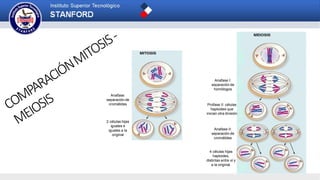 Anafase:
separación de
cromátides
2 células hijas
iguales e
iguales a la
original
Anafase I:
separación de
homólogos
Profase II: células
haploides que
inician otra división
Anafase II:
separación de
cromátides
4 células hijas
haploides,
distintas entre sí y
a la original.
 