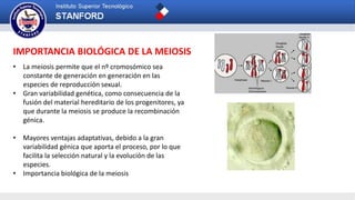 • La meiosis permite que el nº cromosómico sea
constante de generación en generación en las
especies de reproducción sexual.
• Gran variabilidad genética, como consecuencia de la
fusión del material hereditario de los progenitores, ya
que durante la meiosis se produce la recombinación
génica.
• Mayores ventajas adaptativas, debido a la gran
variabilidad génica que aporta el proceso, por lo que
facilita la selección natural y la evolución de las
especies.
• Importancia biológica de la meiosis
IMPORTANCIA BIOLÓGICA DE LA MEIOSIS
 