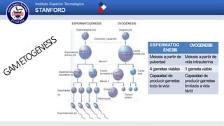 ESPERMATOGÉNESIS OVOGÉNESIS
ESPERMATOG
ÉNESIS
OVOGÉNESIS
Meiosis apartir de
pubertad
Meiosis apartir de
vida intrauterina
4 gametas viables 1 gameta viable
Capacidad de Capacidad de
producir gametas producir gametas
toda la vida limitada avida
fértil
 