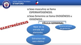 Sexo masculino se llama
ESPERMATOGÉNESIS.
Sexo femenino se llama OVOGÉNESIS u
OOGÉNESIS .
CÉLULA GERMINAL:
Nace en la
entrada del
alantoides
Estructura del
saco vitelino
Tercera semana
de gestación
 
