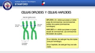 CELULASDIPLOIDES Y CELULAS HAPLOIDES
DIPLOIDEo 2n: célula que posee un doble
juego de cromosomas. Loscromosomas
existen de apares (cromosomas
homólogos).
HAPLOIDEo n: célula que posee un juego
simple de cromosomas. Los cromosomas
NOexisten de a pares
Enun diploide, de cadagen hay dos copias
(una por homólogo).
Enun haploide, de cadagen hay una sola
copia.
PAR DE HOMÓLOGOS
Gen color
de ojos
Gen color
de ojos
Cromátides
hermanas
 