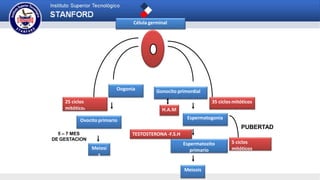 Célula germinal
Gonocito primordialOogonia
Espermatogonia
Espermatozito
primario
Ovocito primario
35 ciclos mitóticos25 ciclos
mitóticos H.A.M
5 ciclos
mitóticosMeiosi
s
Meiosis
TESTOSTERONA -F.S.H
PUBERTAD
5 – 7 MES
DE GESTACION
 
