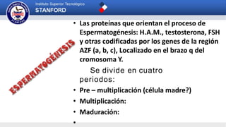 • Las proteínas que orientan el proceso de
Espermatogénesis: H.A.M., testosterona, FSH
y otras codificadas por los genes de la región
AZF (a, b, c), Localizado en el brazo q del
cromosoma Y.
Se divide en cuatro
periodos:
• Pre – multiplicación (célula madre?)
• Multiplicación:
• Maduración:
•
 