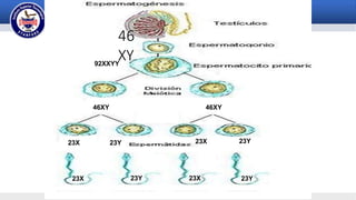 46
XY92XXYY
46XY 46XY
23X
23X 23X23Y 23Y
23Y 23X 23Y
 