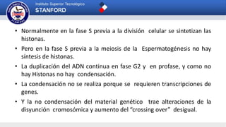 • Normalmente en la fase S previa a la división celular se sintetizan las
histonas.
• Pero en la fase S previa a la meiosis de la Espermatogénesis no hay
síntesis de histonas.
• La duplicación del ADN continua en fase G2 y en profase, y como no
hay Histonas no hay condensación.
• La condensación no se realiza porque se requieren transcripciones de
genes.
• Y la no condensación del material genético trae alteraciones de la
disyunción cromosómica y aumento del “crossing over” desigual.
 