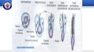 ESPERMIOGENESIS
 