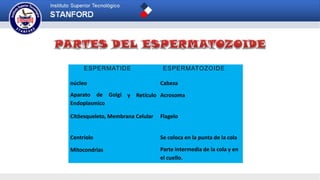 ESPERMATIDE ESPERMATOZOIDE
Cabeza
y Retículo
núcleo
Aparato de Golgi
Endoplasmico
Acrosoma
Citóesqueleto, Membrana Celular Flagelo
Centriolo Se coloca en la punta de la cola
Mitocondrias Parte intermedia de la cola y en
el cuello.
 