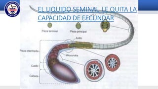 EL LIQUIDO SEMINAL LE QUITA LA
CAPACIDAD DE FECUNDAR
 