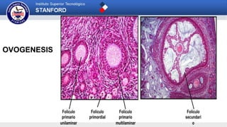 OVOGENESIS
 