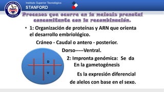 • 1: Organización de proteínas y ARN que orienta
el desarrollo embriológico.
Cráneo - Caudal o antero - posterior.
Dorso-----Ventral.
2: Impronta genómica: Se da
En la gametogénesis
Es la expresión diferencial
de alelos con base en el sexo.
D
V
 