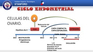 CAPA COMPACTA.
CAPA ESPONJOSA.
DIA1 DIA 8 DIA 17
OVULACIÓN
CELULAS DEL
OVARIO.
ESTROGENOF.S.H
CAPA BASAL
DIA 12-13 DIA14
Maduración del
folículo
L.H
Reinicio de meiosis
Expulsión P.C.P
Expulsión del ovulo
Cuerpo lúteo
MESTRUACIÓN
Progesterona
disminuye
Hipófisis día 5
 