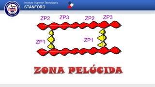 ZP1 ZP1
ZP2 ZP3 ZP2 ZP3
 