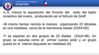 •L.H, induce la separación del Ovocito del resto del tejido
conectivo del ovario, produciendo así el folículo de Graff.
•Al mismo tiempo reinicia la meiosis organizando 23 tétradas
en una metafase cerca de la membrana celular (23X4=92)
•Y se separan en dos grupos de 23 diadas (23x2=46). Un
grupo se expulsa como el primer cuerpo polar y un grupo
queda en el interior dispuesto en metafase (II).
 
