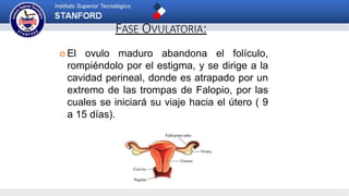 FASE OVULATORIA:
 El ovulo maduro abandona el folículo,
rompiéndolo por el estigma, y se dirige a la
cavidad perineal, donde es atrapado por un
extremo de las trompas de Falopio, por las
cuales se iniciará su viaje hacia el útero ( 9
a 15 días).
 