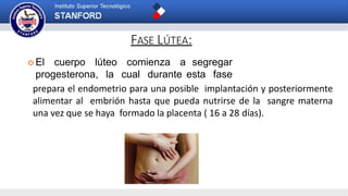 FASE LÚTEA:
 El cuerpo lúteo comienza a
progesterona, la cual durante
segregar
esta fase
prepara el endometrio para una posible implantación y posteriormente
alimentar al embrión hasta que pueda nutrirse de la sangre materna
una vez que se haya formado la placenta ( 16 a 28 días).
 