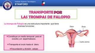 La trompa de Falopio es una estructura importante que tiene
diversas funciones:
Constituye un medio temporal para el
ovocito y el espermatozoo.
Fecundación y división celular.
Transporta el ovulo hasta el útero.
 