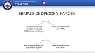 EJEMPLOS DE DIPLOIDE Y HAPLOIDE
n = 15
Tiene 15 cromosomas
EN TOTAL
Los cromosomas NO se
agrupan de a pares
 