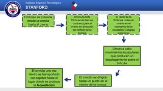 Fimbrias se extiende
desde la trompa
hasta el ovario
OVULACION
El musculo liso se
contrae y jala al
ovario en dirección
del orificio de la
trompa
El resto de la
fimbrias rodea el
ovario en el
momento de la
ovulación y etapas
anteriores
Llevan a cabo
movimientos musculares
que producen un
desplazamiento sobre el
folículo
El ovocito es dirigido
hasta un punto en el
interior de la trompa.
El ovocito una vez
dentro es transportado
con rapidez hasta el
lugar donde se produce
la fecundación
 