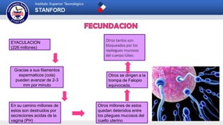 Otros tantos son
bloqueados por los
repliegues mucosos
del cuerpo lúteo.
EYACULACION
(226 millones)
En su camino millones de
estos son destruidos por
secreciones acidas de la
vagina (PH)
Otros millones de estos
quedan detenidos entre
los pliegues mucosos del
cuello uterino
Otros se dirigen a la
trompa de Falopio
equivocada.
Gracias a sus filamentos
espermaticos (cola)
pueden avanzar de 2-3
mm por minuto
 