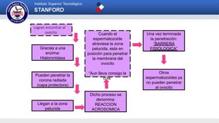 Llegan a la zona
pelucida
Logran encontrar al
ovocito
Gracias a una
enzima:
Hialoronidasa
Pueden penetrar la
corona radiada
(capa protectora)
Dicho proceso se
denomina:
REACCION
ACROSOMICA
Cuando el
espermatozoide
atraviesa la zona
pelucida, esta en
posición para penetrar
la membrana del
ovocito
“Aun lleva consigo la
cola”
Una vez terminada
la penetración:
“BARRERA
FISIOLOGICA”
Otros
espermatozoides ya
no pueden penetrar
al ovocito
 
